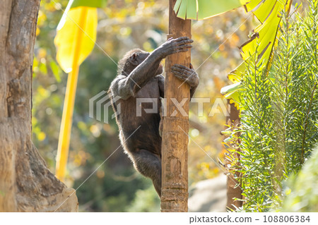 Monkey Business: An Agile Primate Ascending a Tall Tree Monkey Business: An Agile Primate Ascending a Tall Tree 108806384