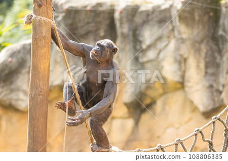 Monkey Acrobatics: A Playful Primate Ascending a Rope with Agility and Precision 108806385