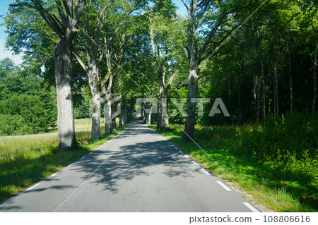 Scenic and Hazardous Journey: Endless Asphalt Road Lined with Parallel Poplar Trees 108806616