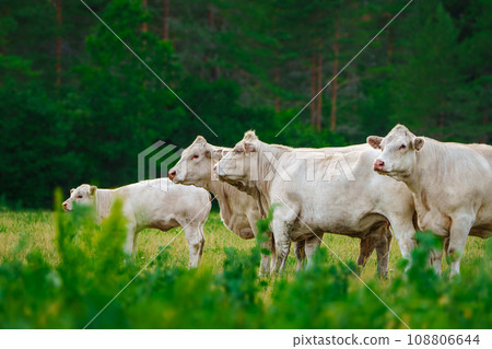 Tranquil Rural Scene: White French Meat Cows Resting on Lush Green Grass Tranquil Rural Scene: White French Meat Cows Resting on Lush Green Grass 108806644