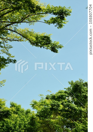 The arrival of spring with bright new buds 108807704