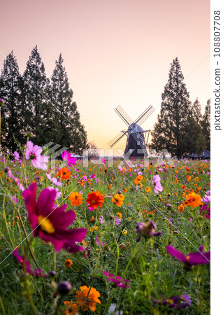 Akebonoyama Agricultural Park Cosmos field bathed in the morning glow Akebonoyama Agricultural Park Cosmos field bathed in the morning glow 108807708