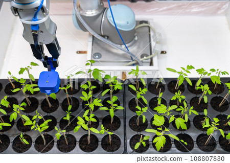 A robot in a greenhouse evaluates the quality of tomato seedlings using a sensor. Smart farming concept. A robot in a greenhouse evaluates the quality of tomato seedlings using a sensor. Smart farming concept. 108807880
