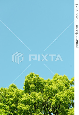 The arrival of spring with bright new buds 108807961