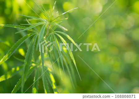Close up of a cannabis plant 108808071
