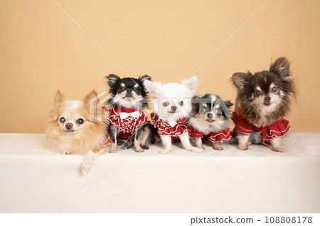 Group photo of 5 chihuahuas Group photo of 5 chihuahuas 108808178