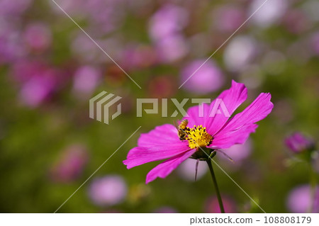  Cosmos field 108808179