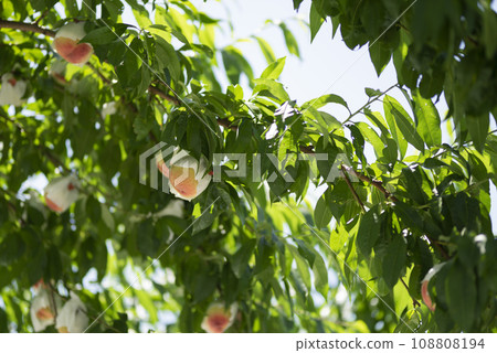 Peach in orchard 108808194