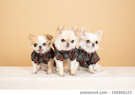 Group photo of three chihuahuas 108808225