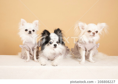 Group photo of three chihuahuas 108808227