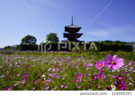 Cosmos field and pagoda 108808393