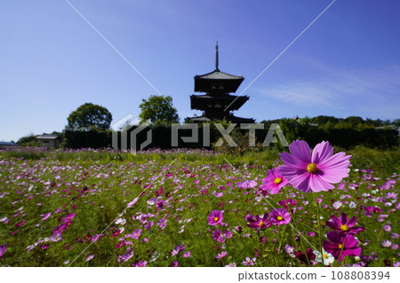 Cosmos field and pagoda 108808394