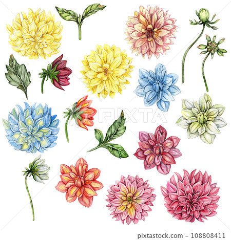 Dahlia, watercolor flower set. Hand drawn illustration. Summer garden. Design for baby shower party, birthday, cake, holiday celebration design, greetings card,invitation. Dahlia, watercolor flower set. Hand drawn illustration. Summer garden. Design for baby shower party, birthday, cake, holiday celebration design, greetings card,invitation. 108808411