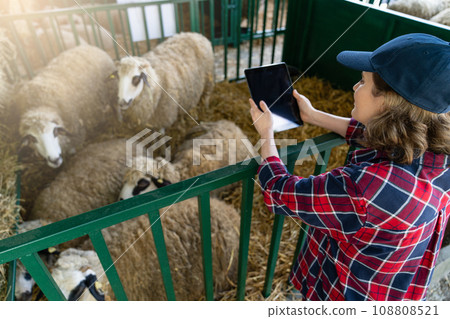 Woman farmer with tablet in a sheepfold. Herd management 108808521