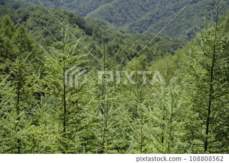 夏天的山樹 夏天的山樹 108808562