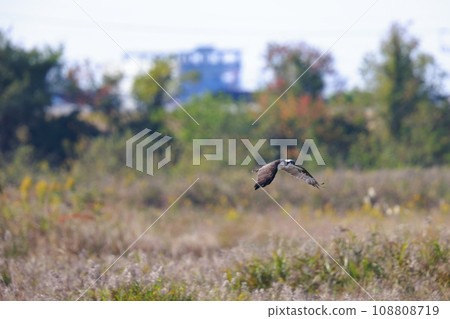 Osprey hunting 108808719