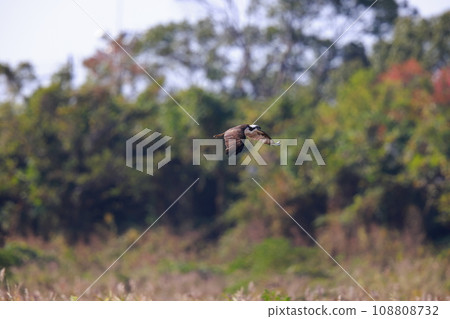 Osprey hunting Osprey hunting 108808732
