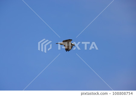 Osprey hunting 108808754