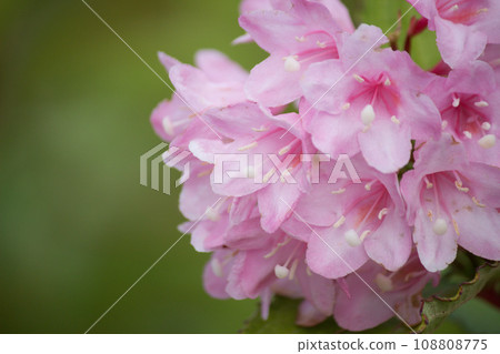 Close-up of cherry blossoms Close-up of cherry blossoms 108808775