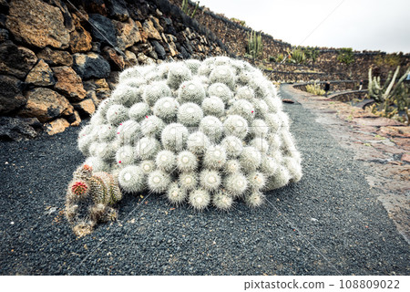 cactus garden 108809022