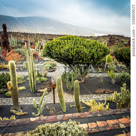 cactus garden 108809025