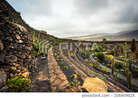 cactus garden 108809028