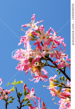 Blue sky and Tokurikiweta Blue sky and Tokurikiweta 108809856