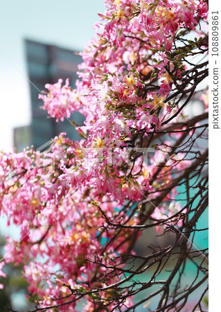 Tokkurikiwata in full bloom 108809861