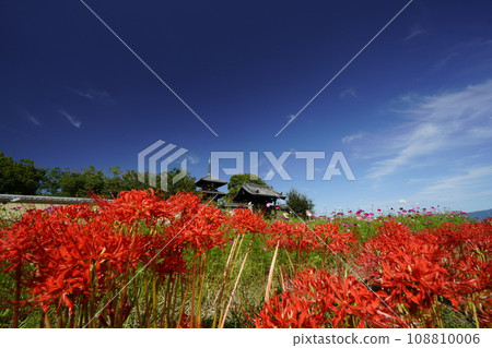 藍天和簇孤挺花的風景 108810006
