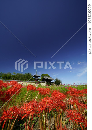 Scenery with blue sky and cluster amaryllis 108810009