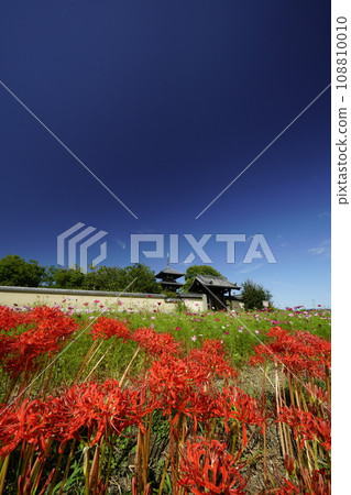 Scenery with blue sky and cluster amaryllis 108810010