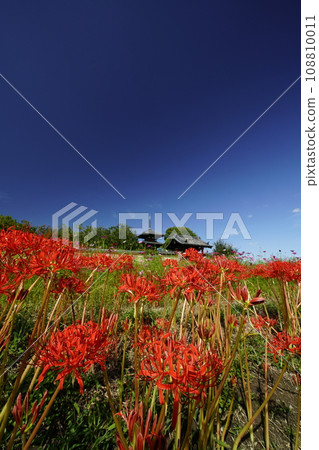 藍天和簇孤挺花的風景 108810011