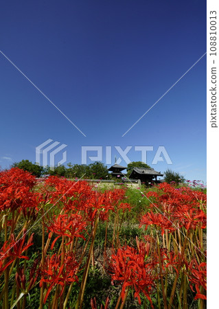 藍天和簇孤挺花的風景 108810013