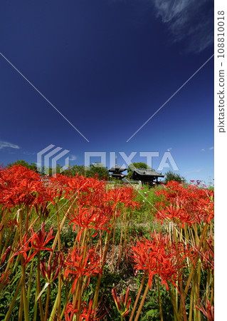 藍天和簇孤挺花的風景 108810018