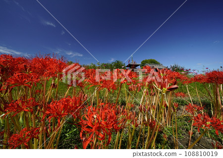 藍天和簇孤挺花的風景 108810019