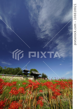 藍天和簇孤挺花的風景 108810021