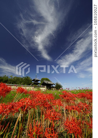藍天和簇孤挺花的風景 108810027