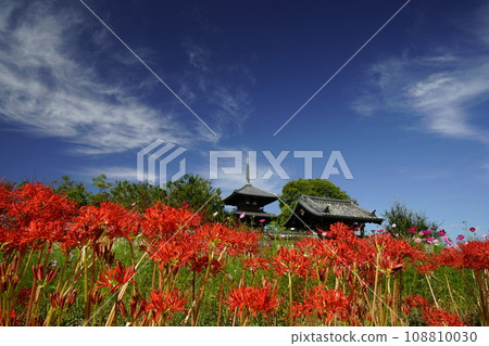 Scenery with blue sky and cluster amaryllis Scenery with blue sky and cluster amaryllis 108810030