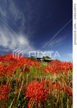 藍天和簇孤挺花的風景 108810033