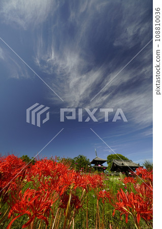 藍天和簇孤挺花的風景 108810036