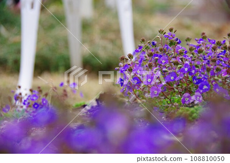 Veronica Oxford Blue Veronica Oxford Blue 108810050