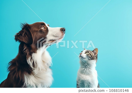 Cat and dog sitting together and looking up. Pets on blue background, copy space. AI generated. Cat and dog sitting together and looking up. Pets on blue background, copy space. AI generated. 108810146