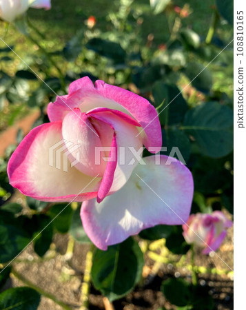 A covered rose that shines in the blue sky A covered rose that shines in the blue sky 108810165