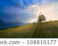 The sun shining through a tree on a green meadow, a vibrant rural landscape with blue sky before sunset 108810177