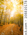 Beautiful morning in the misty autumn forest with sun rays 108810178
