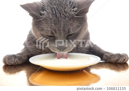 gray cat drinks fresh milk from a white plate. homemade breakfast concept with favorite animal gray cat drinks fresh milk from a white plate. homemade breakfast concept with favorite animal 108811135