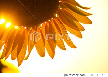 flower petals of a sunflower close-up in the sunbeams against the background of the sky flower petals of a sunflower close-up in the sunbeams against the background of the sky 108811145