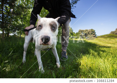 Pit bull terrier for a walk on the green lawn. A fighting breed dog looks at the camera. Pit bull terrier for a walk on the green lawn. A fighting breed dog looks at the camera. 108811284