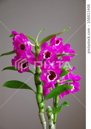 Dendrobium Dendrobum 108811406