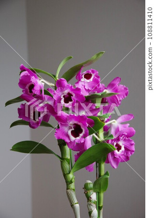 Dendrobium Dendrobum Dendrobium Dendrobum 108811410